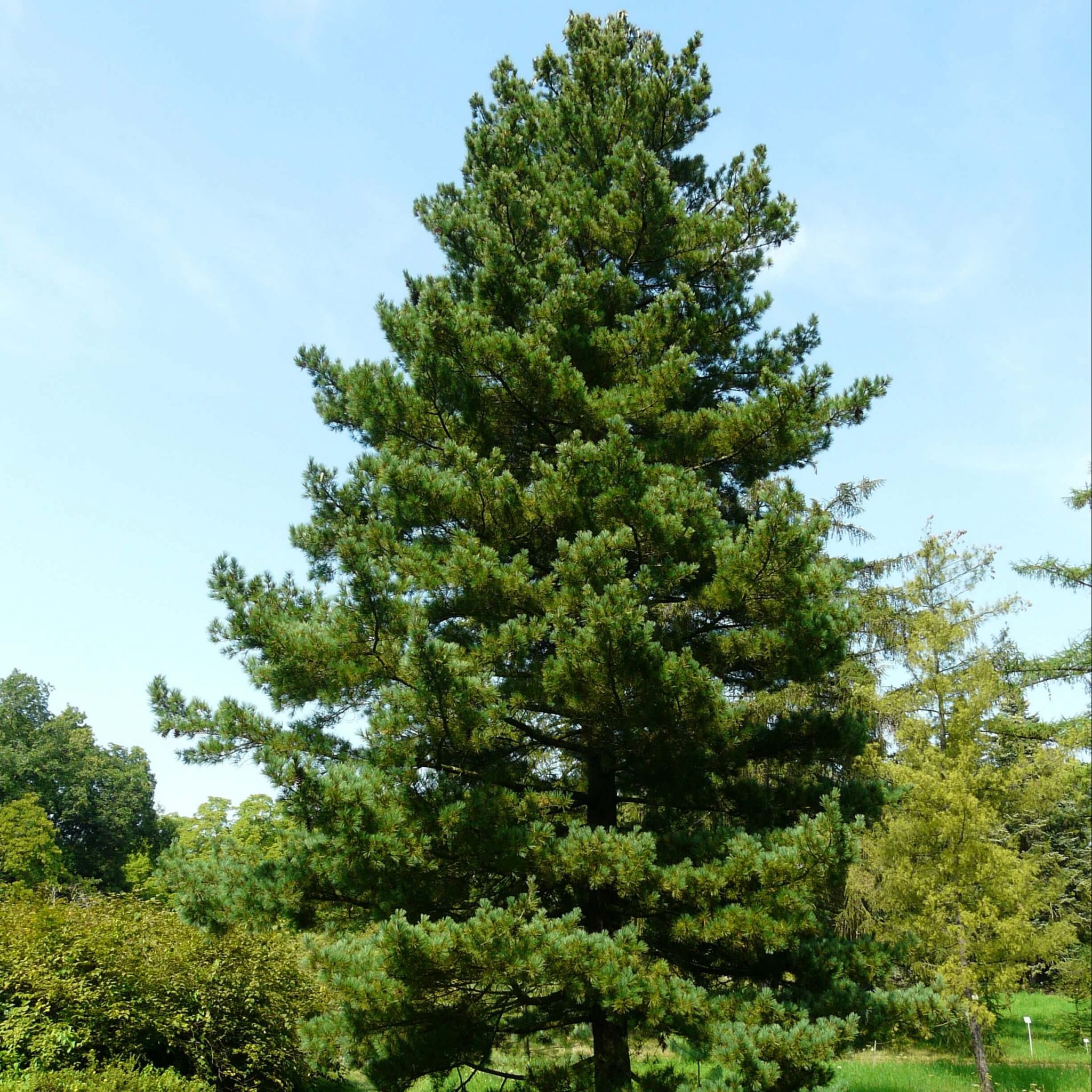 Pinus peuce