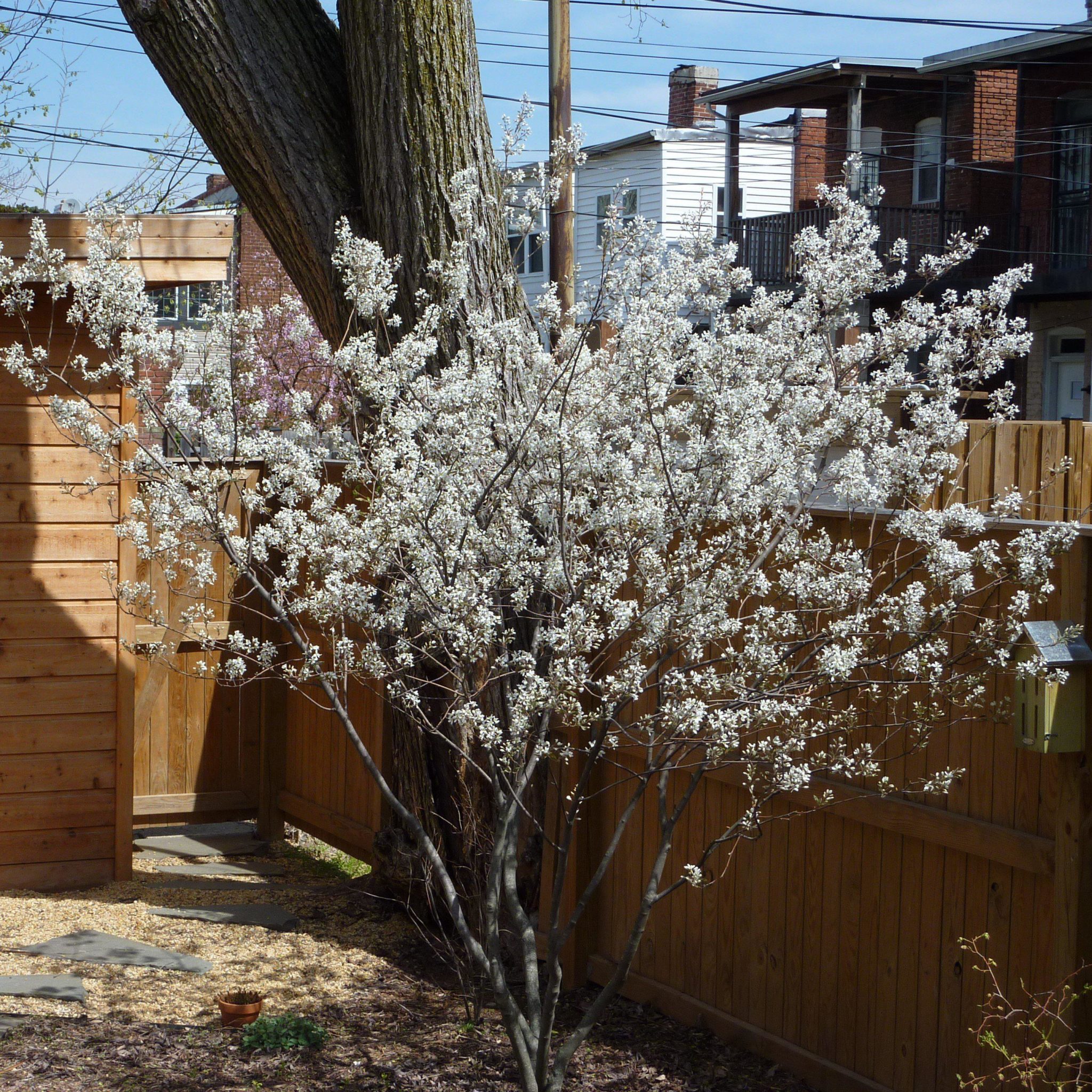 Ирга где посадить. Ирга Ламарка (Amelanchier lamarckii). Ирга канадская "Ламарка" (Amelanchier lamarckii). Ирга Ламарка куст. Ирга круглолистная дерево.